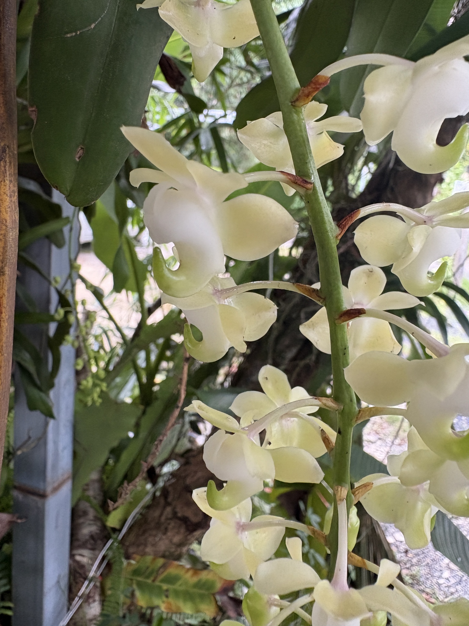 Aerides odorata — ảnh 2