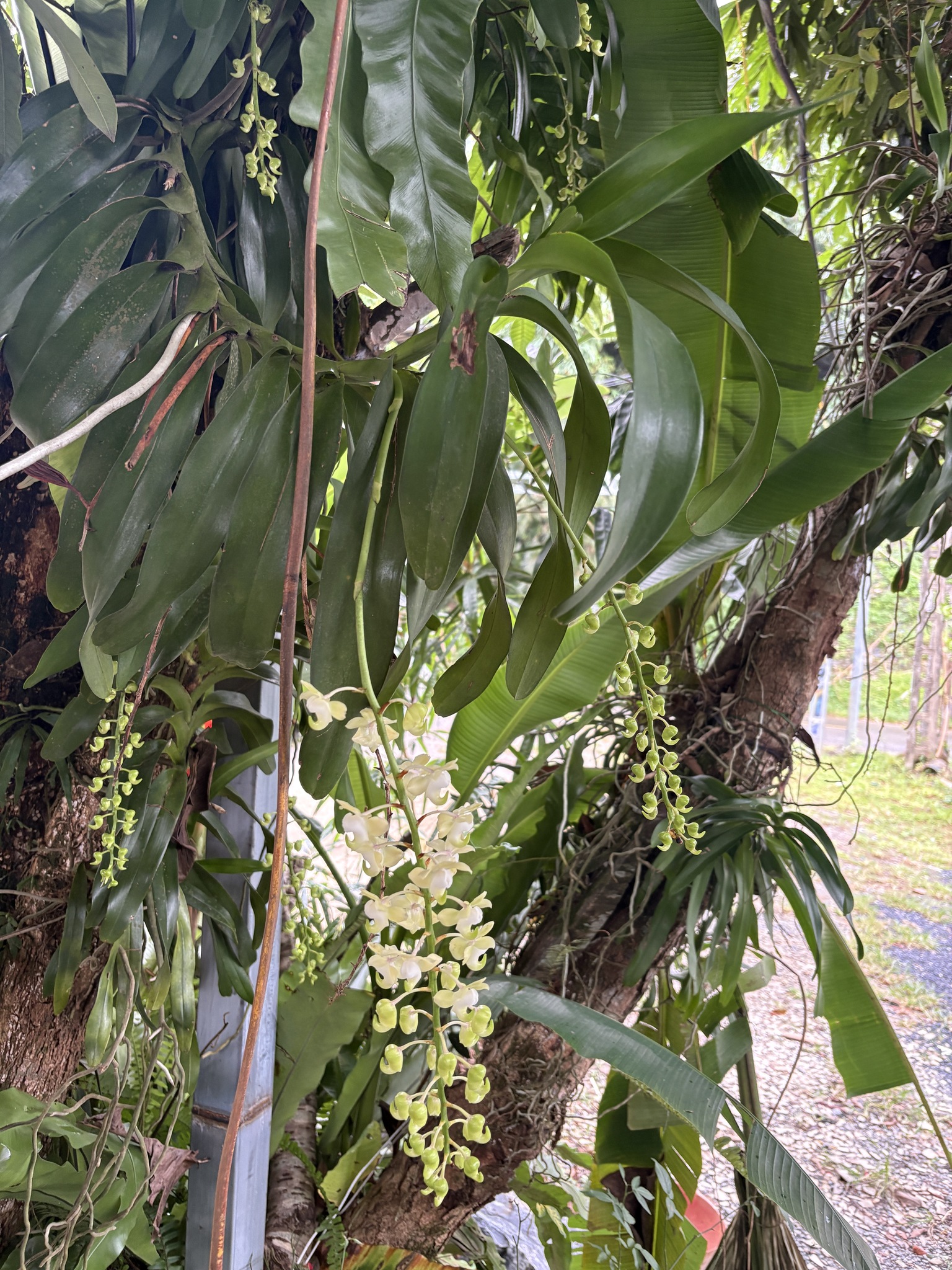 Aerides odorata — ảnh 3