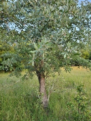 Quercus incana