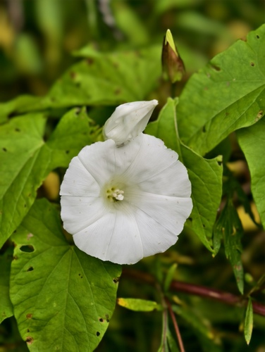 Наблюдение на iNaturalist
