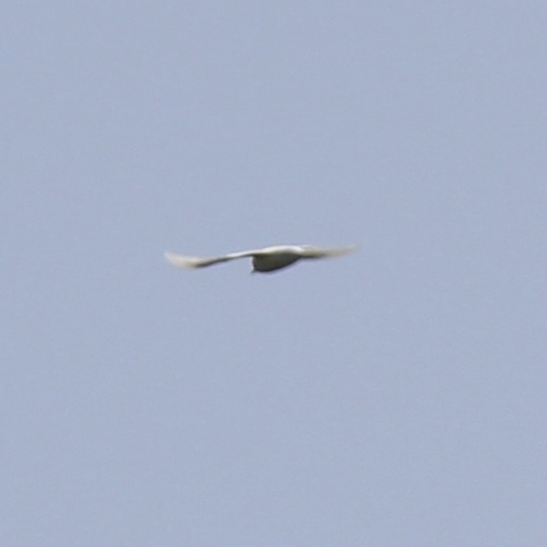 Gygis alba observed 2026-09-07