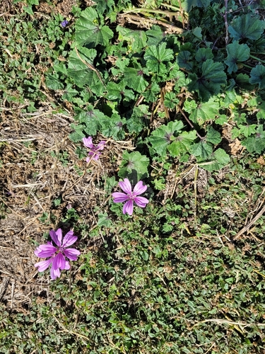 Common Mallow