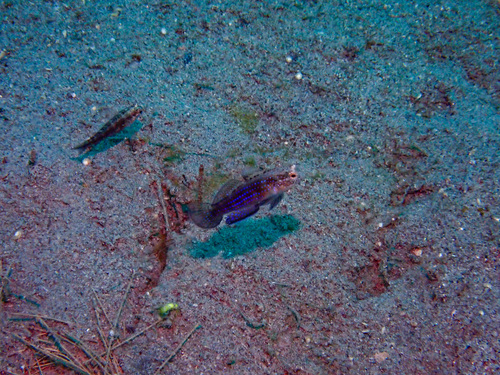 Asterropteryx striata observed 2026-09-05