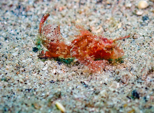 Pteroidichthys amboinensis observed 2026-09-05