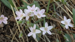 Claytonia rosea