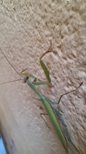 European Mantis