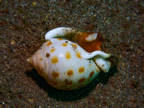 Semicassis persimilis observed 2026-09-05
