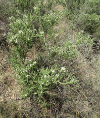 Mortonia scabrella