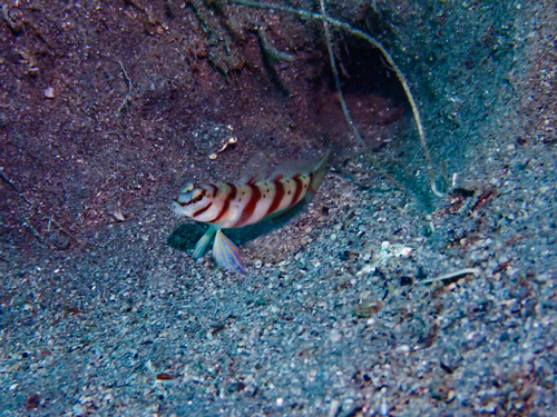 Amblyeleotris diagonalis observed 2026-09-05