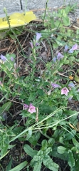Echium rosulatum