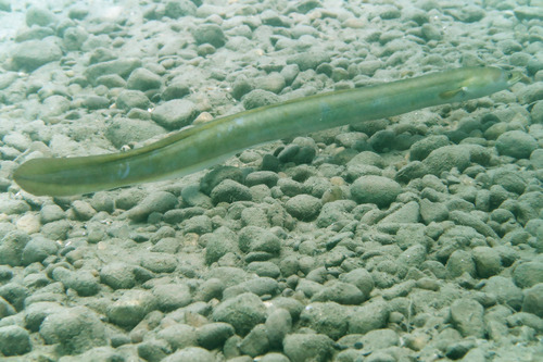 European Eel