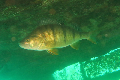 European Perch