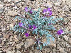 Astragalus chamaeleuce