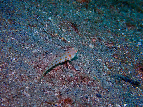 Valenciennea puellaris observed 2026-09-05