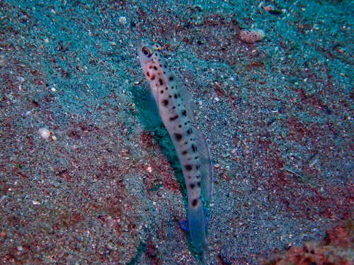 Vanderhorstia ambanoro observed 2026-09-05