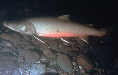 Salvelinus confluentus