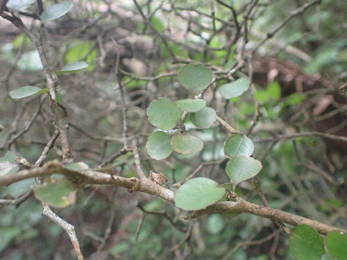 Raukaua anomalus, photograph 2