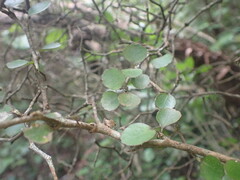 Raukaua anomalus, photograph (c) William Brockelsby, some rights reserved (CC BY)