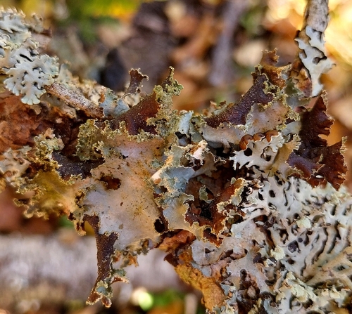 Varied Rag Lichen