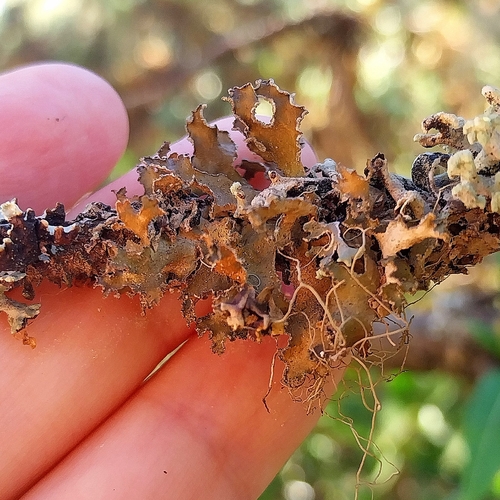 Powdered Wrinkle Lichen