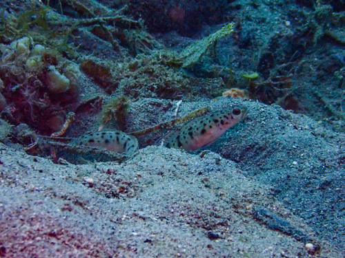 Vanderhorstia ambanoro observed 2026-09-05