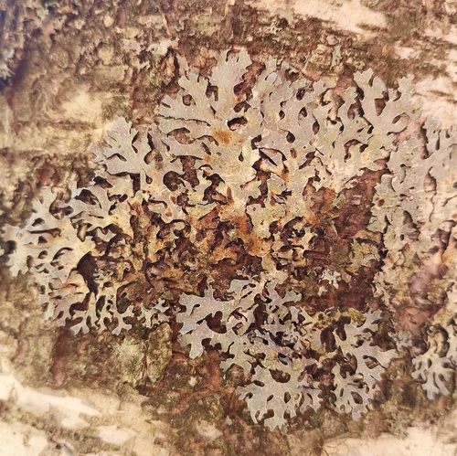 Netted shield lichen