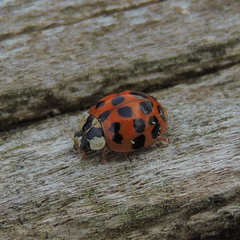 Hesperomyces virescens