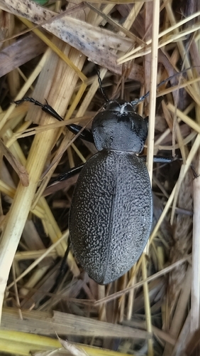 Leather Beetle