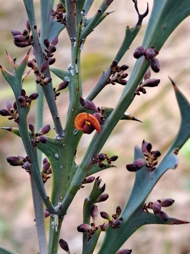 thorny bitter-pea
