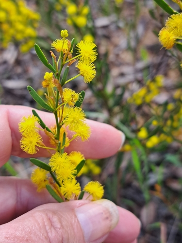 Dune Wattle