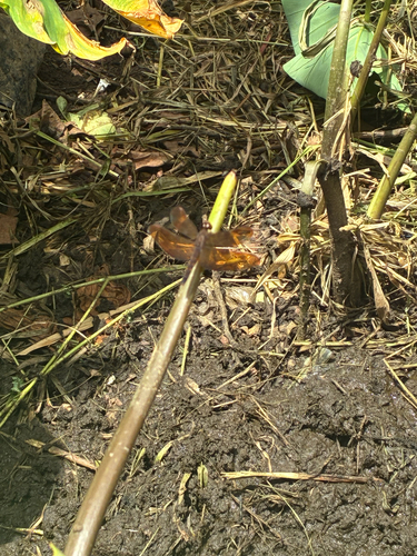 Russet Percher