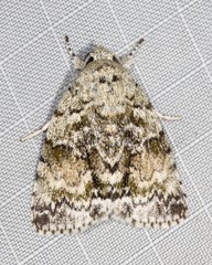 Blenina lichenopa