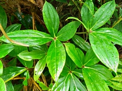 Medinilla formosana