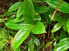Medinilla formosana