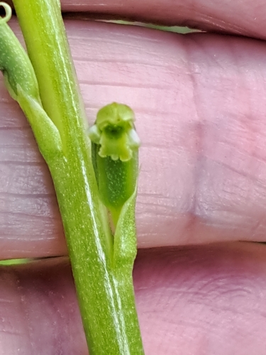 Pale Onion-orchid