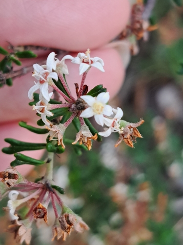 wedge-leaved pomaderris