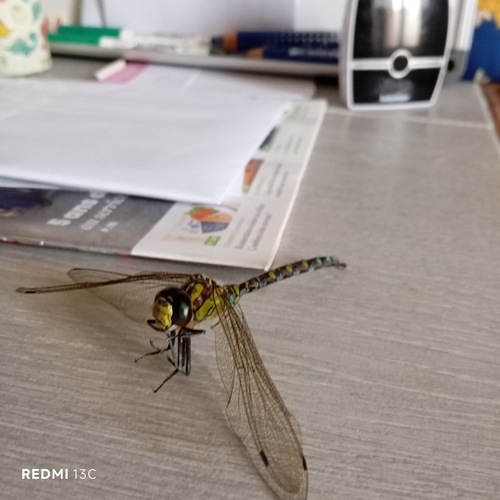 Southern Hawker