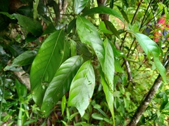 Lithocarpus shinsuiensis