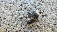 Cryptorhynchus lapathi