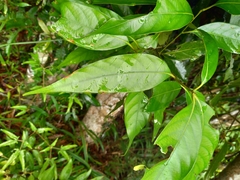 Lithocarpus shinsuiensis