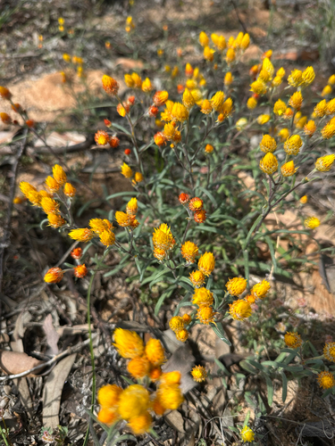 orange immortelle