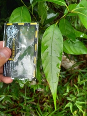 Lithocarpus shinsuiensis