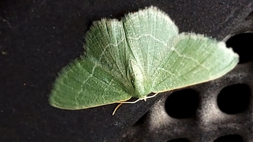 Phaiogramma etruscaria
