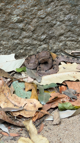 Hump-nosed Viper