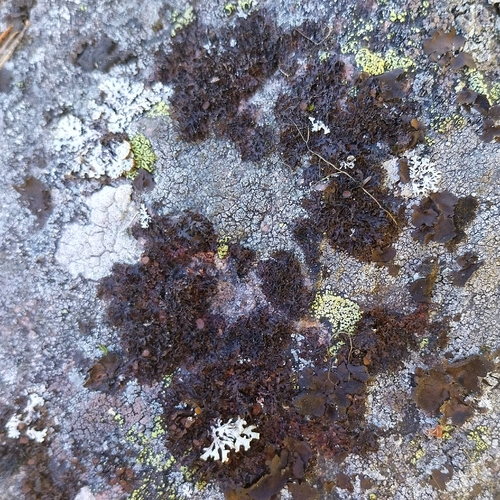 Rimmed Camouflage Lichen