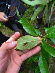 Lithocarpus shinsuiensis
