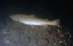 Salvelinus confluentus
