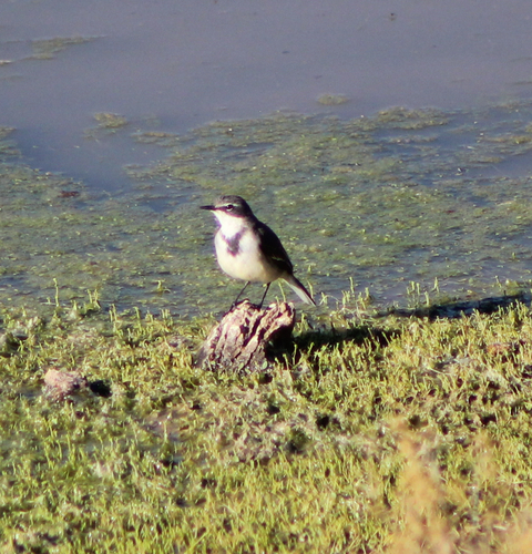 iNaturalist image
