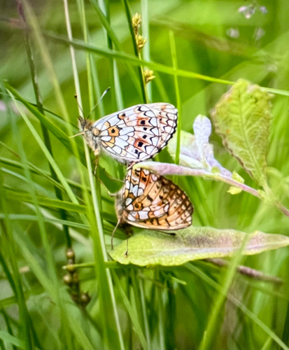 Eurasian Silver-bordered Fritillary