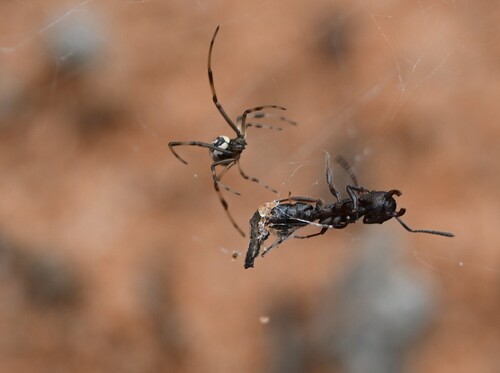 Redback Spider